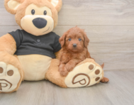 7 week old Cavapoo Puppy For Sale - Puppy Love PR