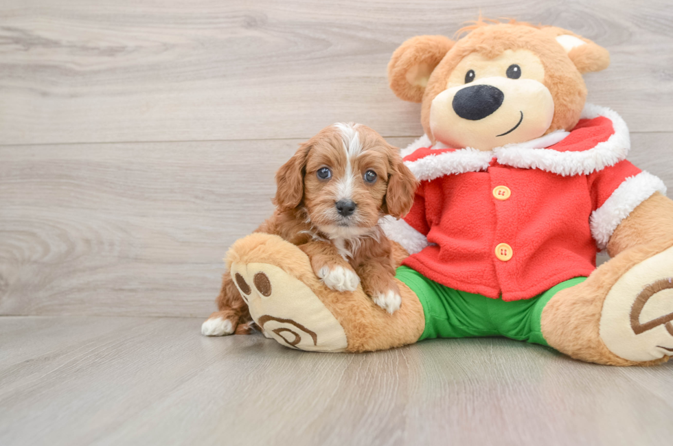 5 week old Cavapoo Puppy For Sale - Puppy Love PR