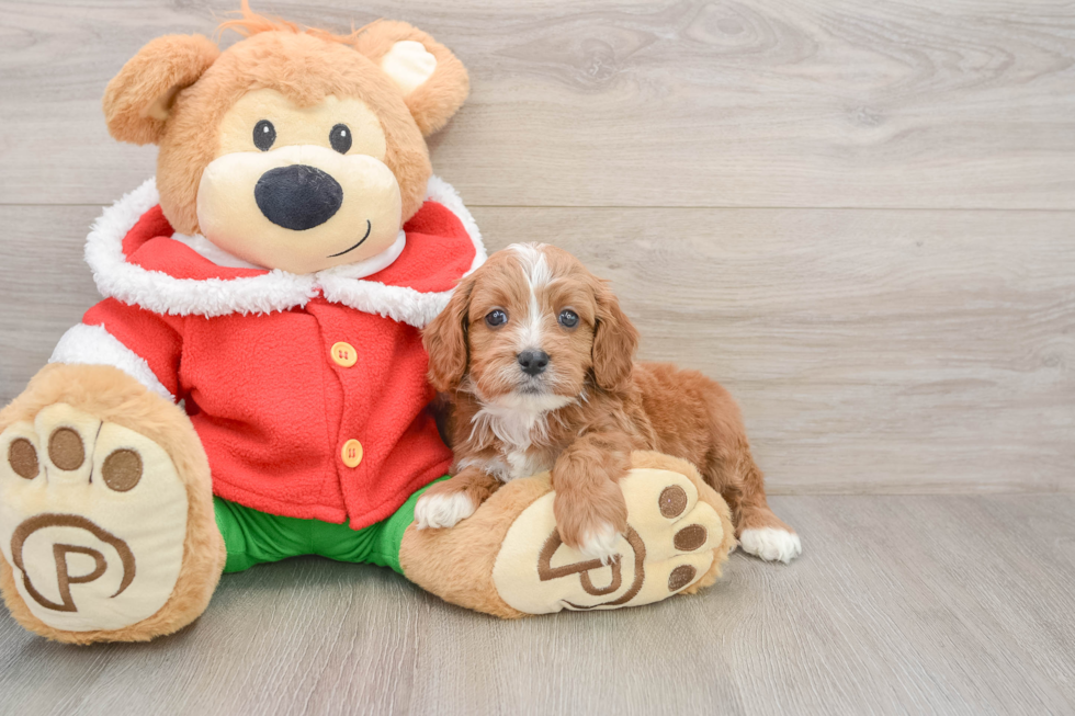 Hypoallergenic Cavadoodle Poodle Mix Puppy