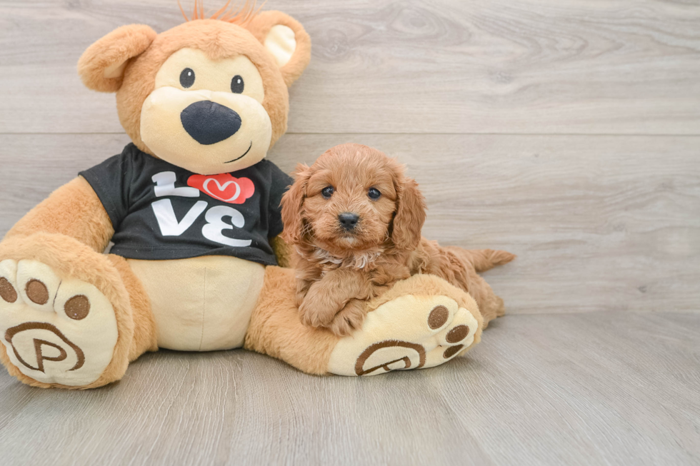Funny Cavapoo Poodle Mix Pup