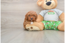 Cavapoo Pup Being Cute