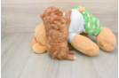 Cute Cavapoo Baby