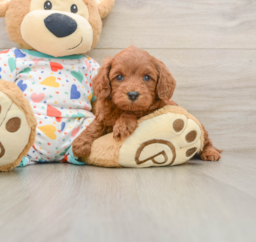 7 week old Cavapoo Puppy For Sale - Puppy Love PR