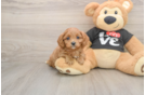 Cavapoo Pup Being Cute