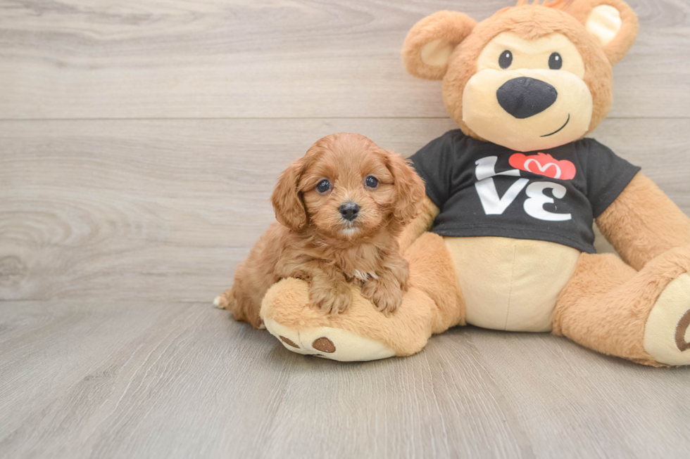 Cavapoo Pup Being Cute