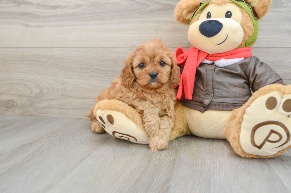 6 week old Cavapoo Puppy For Sale - Puppy Love PR