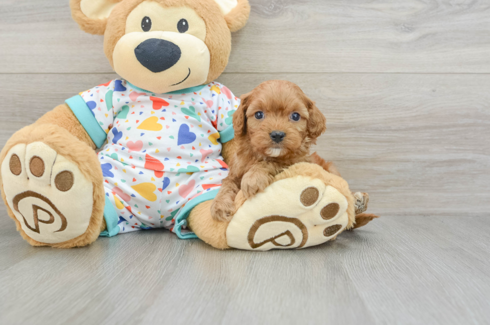 7 week old Cavapoo Puppy For Sale - Puppy Love PR