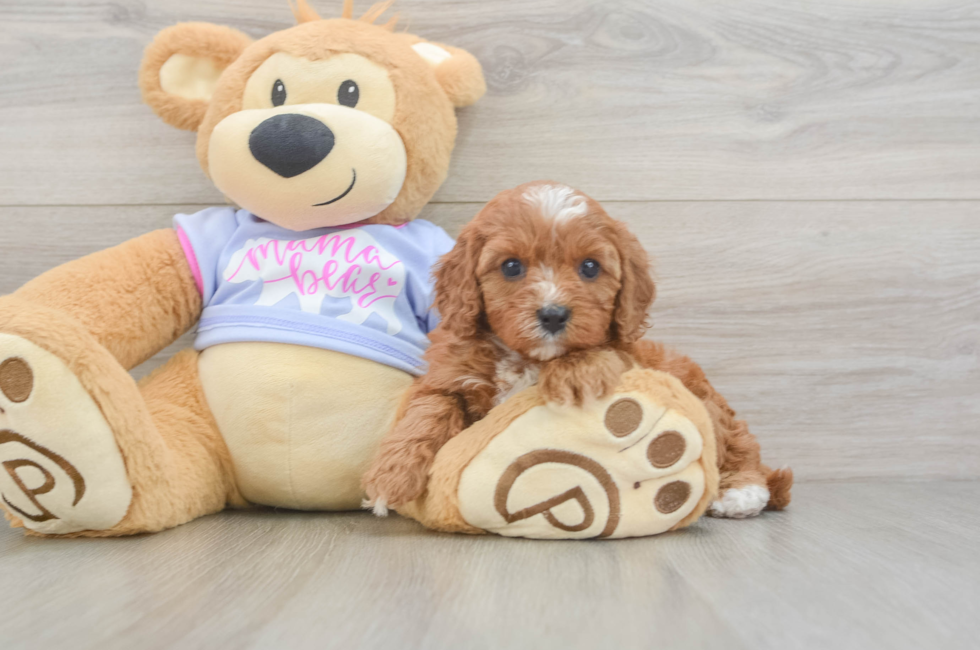 5 week old Cavapoo Puppy For Sale - Puppy Love PR