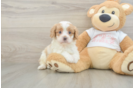 Cute Cavapoo Baby
