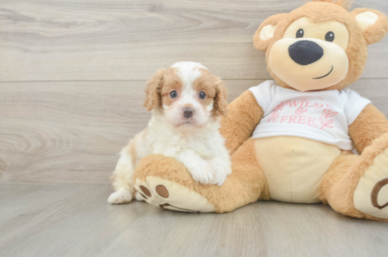 Cute Cavapoo Baby