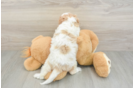 Cavapoo Puppy for Adoption