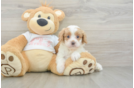 Funny Cavapoo Poodle Mix Pup