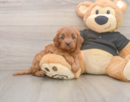 7 week old Cavapoo Puppy For Sale - Puppy Love PR