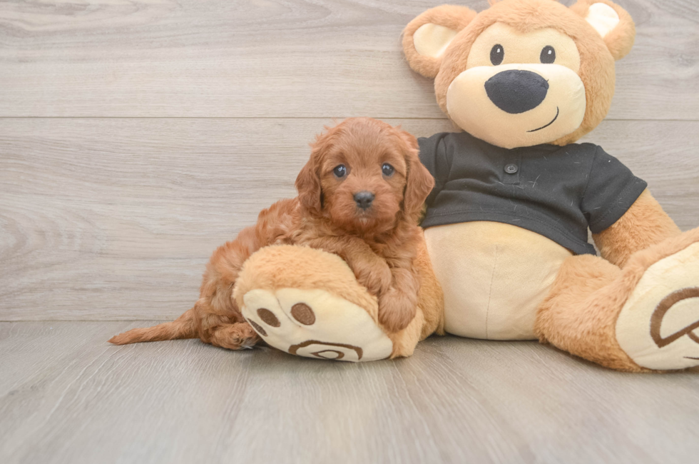 5 week old Cavapoo Puppy For Sale - Puppy Love PR