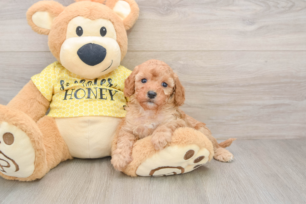 Funny Cavapoo Poodle Mix Pup