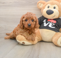 9 week old Cavapoo Puppy For Sale - Puppy Love PR