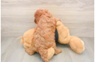 Cavapoo Puppy for Adoption