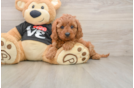 Cavapoo Pup Being Cute