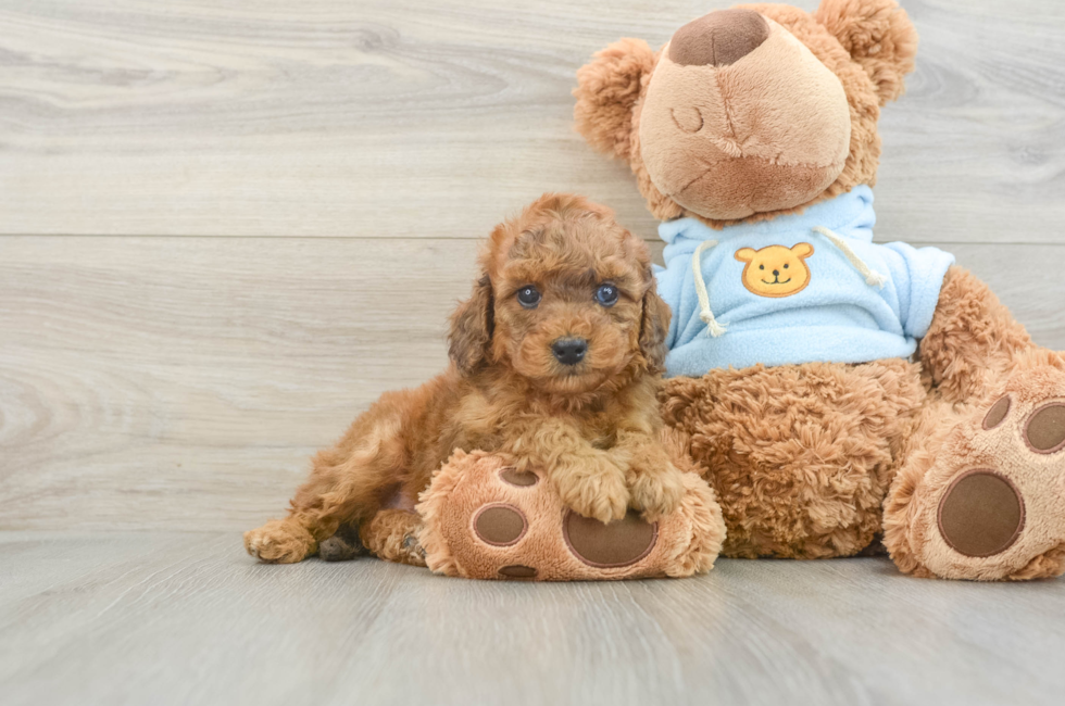 7 week old Cavapoo Puppy For Sale - Puppy Love PR