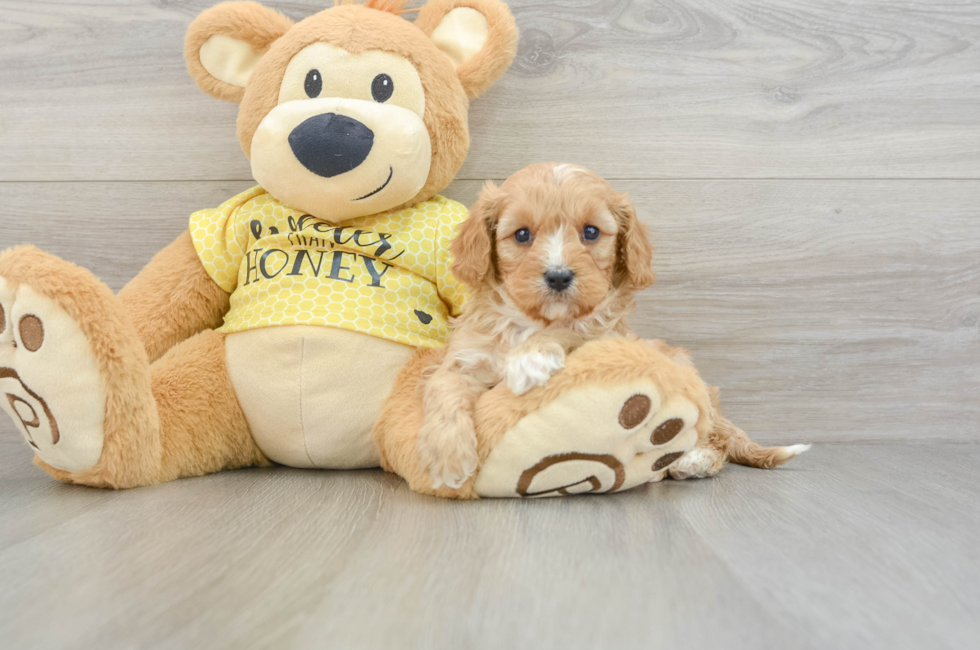 6 week old Cavapoo Puppy For Sale - Puppy Love PR