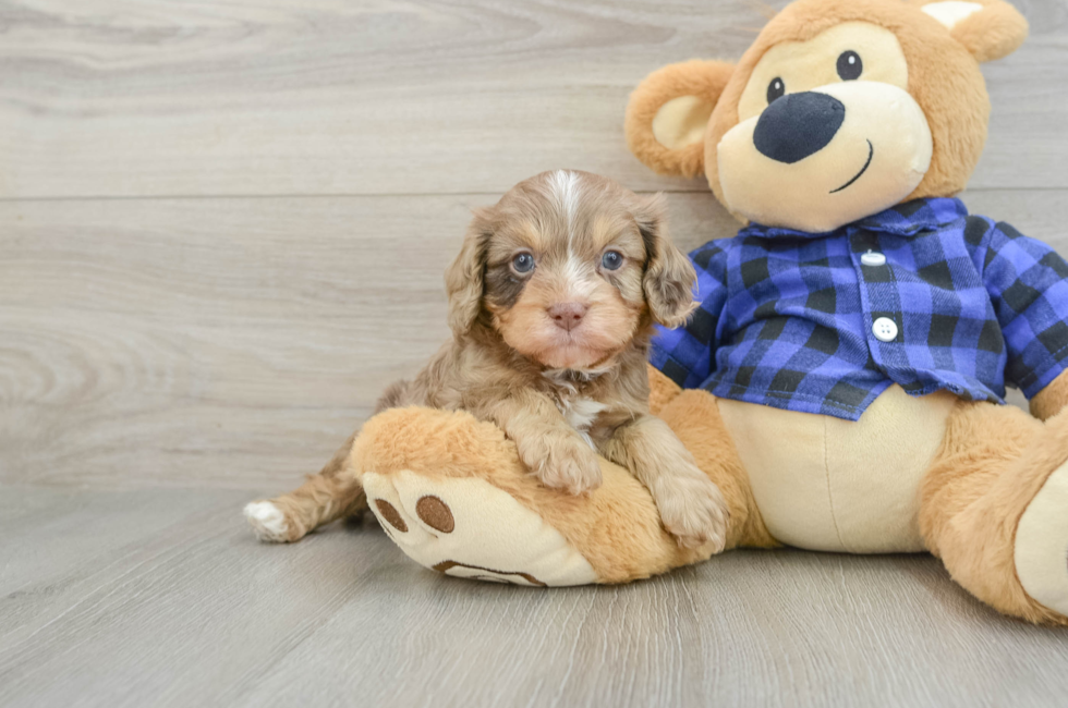 6 week old Cavapoo Puppy For Sale - Puppy Love PR