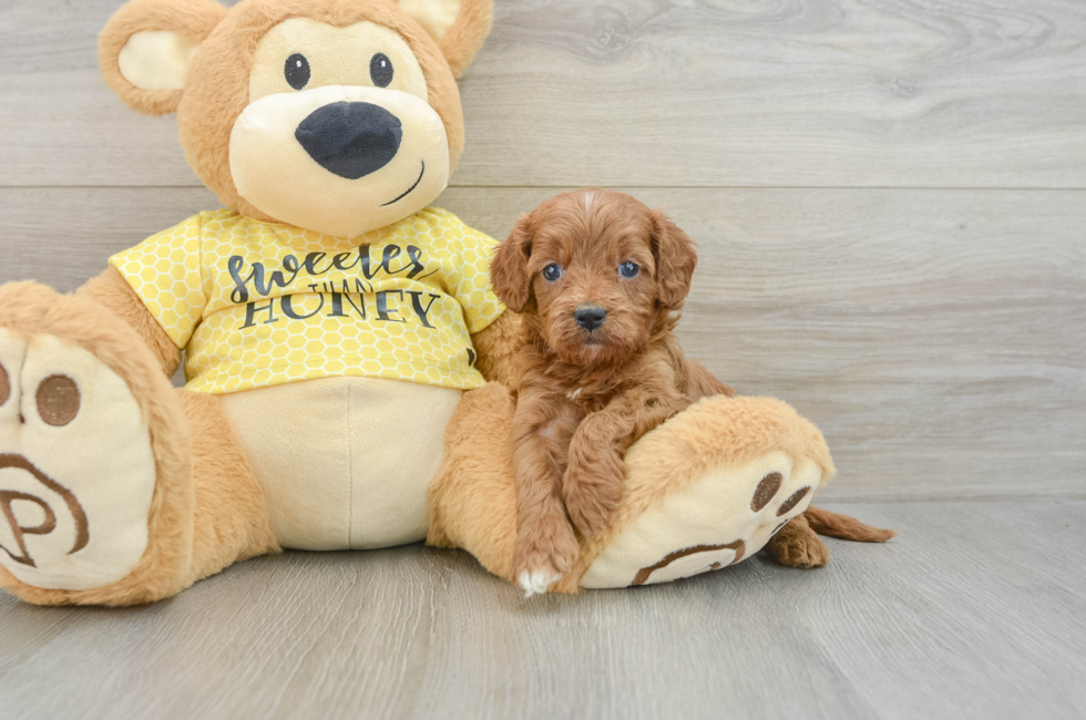 7 week old Cavapoo Puppy For Sale - Puppy Love PR