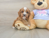 8 week old Cavapoo Puppy For Sale - Puppy Love PR