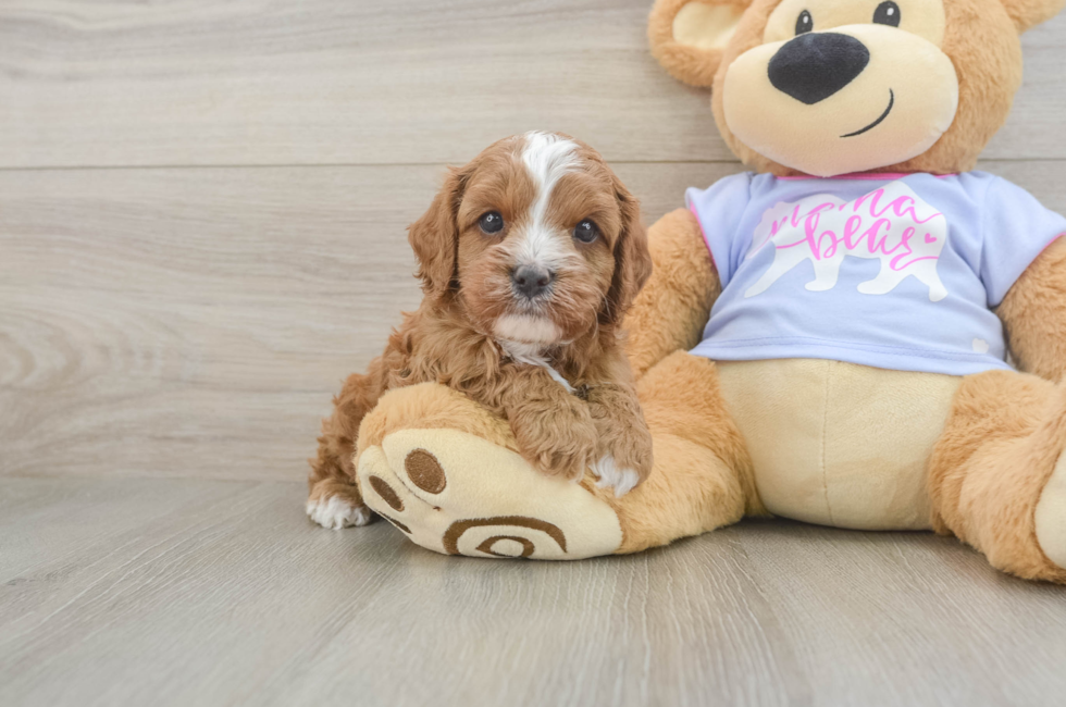 6 week old Cavapoo Puppy For Sale - Puppy Love PR