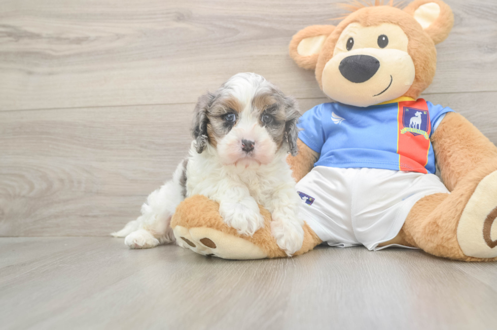 5 week old Cavapoo Puppy For Sale - Puppy Love PR