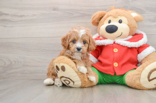 Small Cavapoo Baby