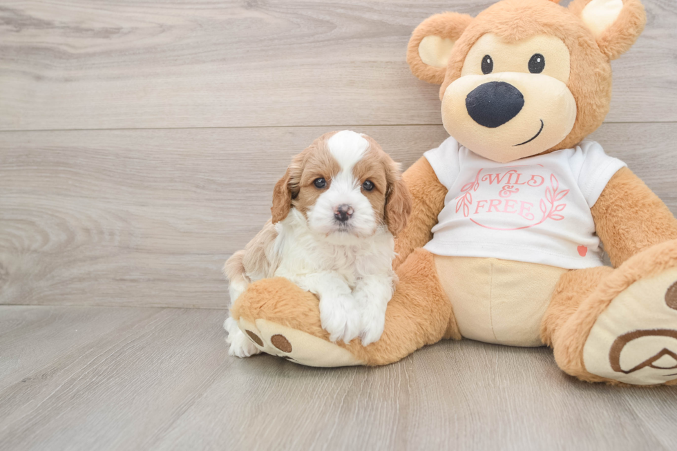 Best Cavapoo Baby