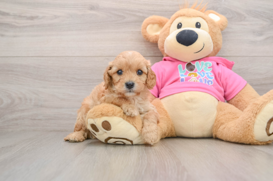 Popular Cavapoo Poodle Mix Pup
