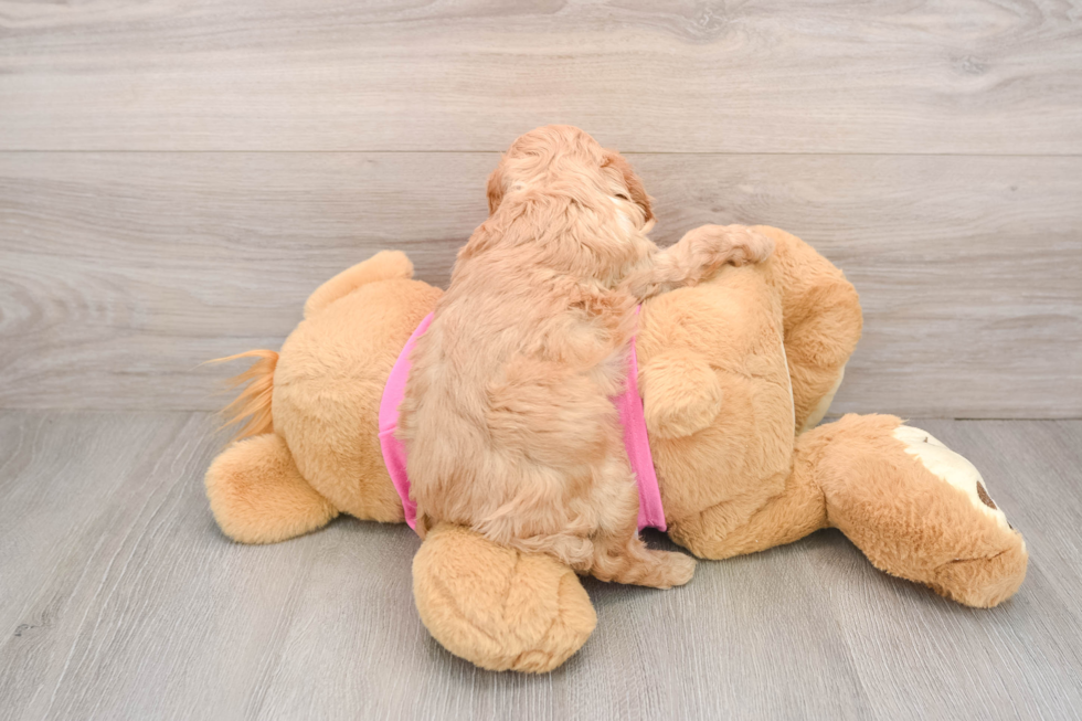 Cavapoo Puppy for Adoption