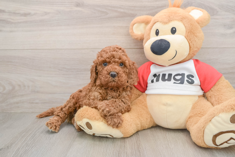 Popular Cavapoo Poodle Mix Pup