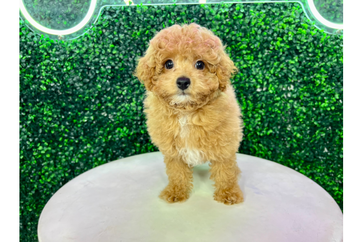 Meet Urban - our Cavapoo Puppy Photo 1/4 - Puppy Love PR Best Cavapoo Baby