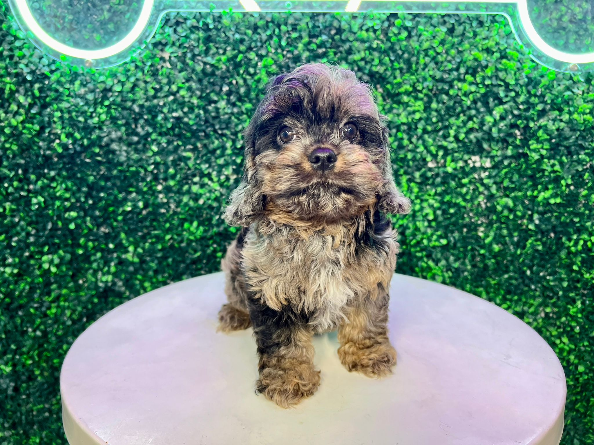Best Cavapoo Baby