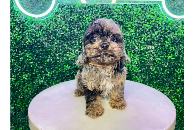 Meet Urban - our Cavapoo Puppy Photo 1/4 - Puppy Love PR Best Cavapoo Baby