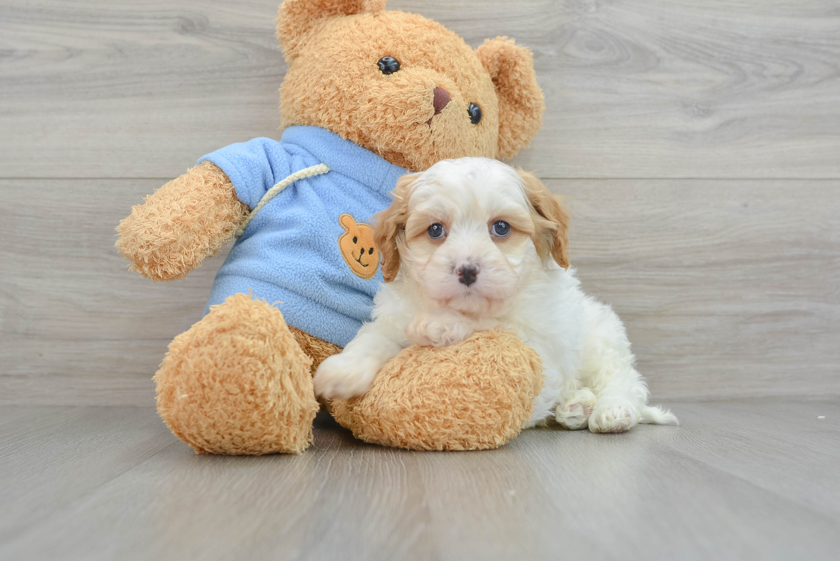 Adorable Cavipoo Poodle Mix Puppy