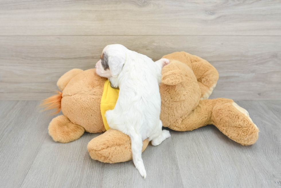 Cavapoo Pup Being Cute