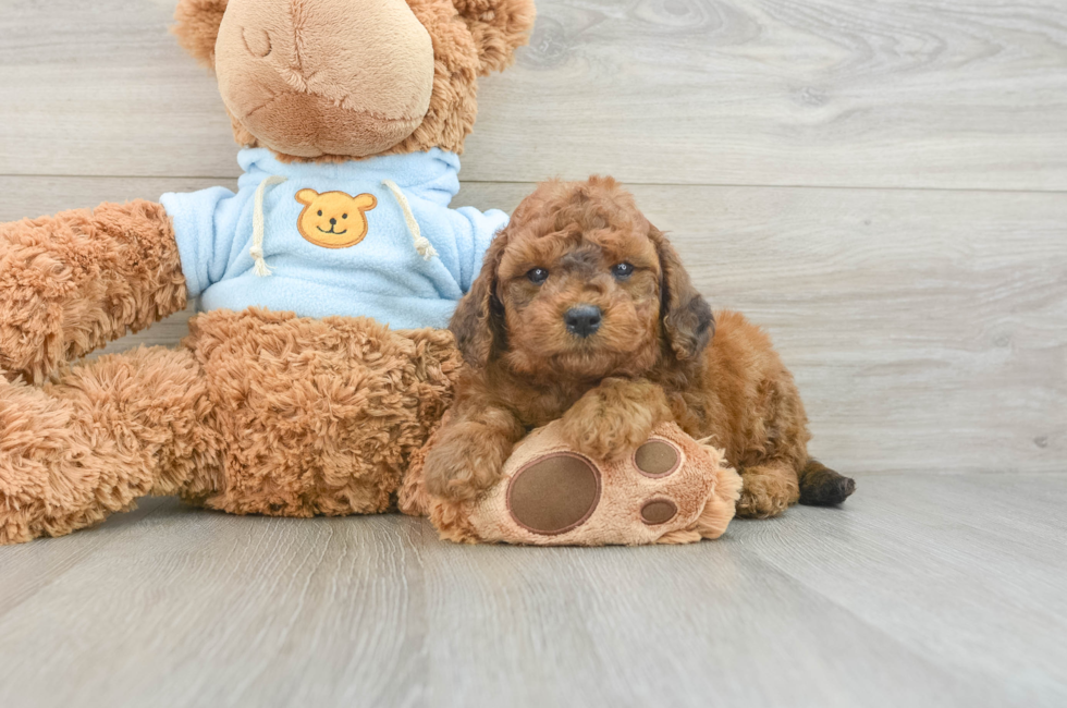 7 week old Cavapoo Puppy For Sale - Puppy Love PR