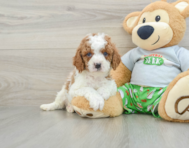 8 week old Cavapoo Puppy For Sale - Puppy Love PR