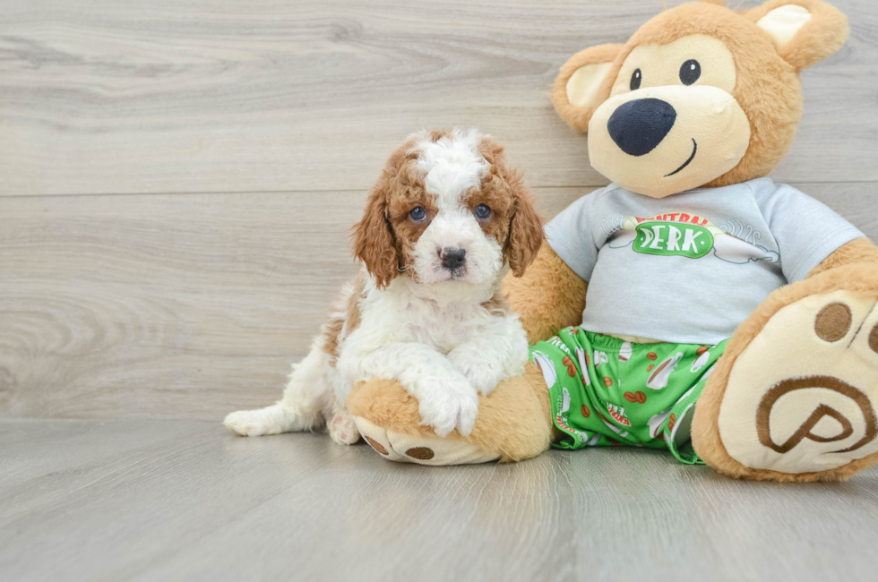 7 week old Cavapoo Puppy For Sale - Puppy Love PR