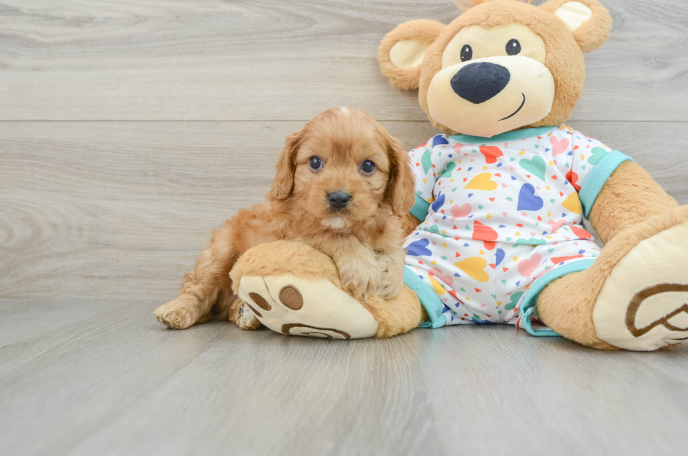 7 week old Cavapoo Puppy For Sale - Puppy Love PR