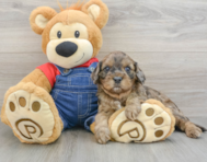 9 week old Cavapoo Puppy For Sale - Puppy Love PR