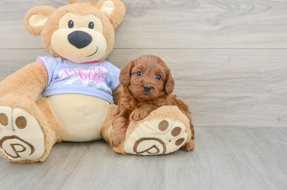 6 week old Cavapoo Puppy For Sale - Puppy Love PR
