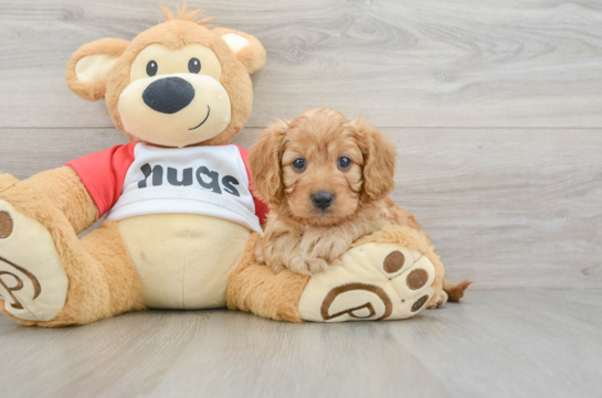 Little Cavipoo Poodle Mix Puppy