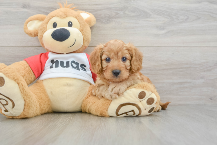 Meet Urban - our Cavapoo Puppy Photo 1/3 - Puppy Love PR Little Cavipoo Poodle Mix Puppy