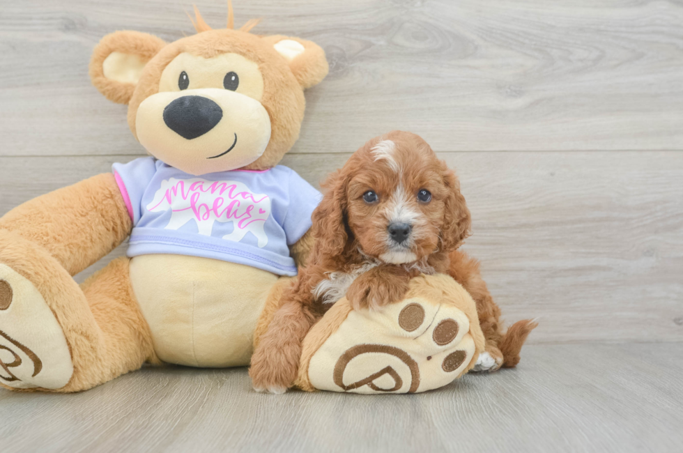 5 week old Cavapoo Puppy For Sale - Puppy Love PR
