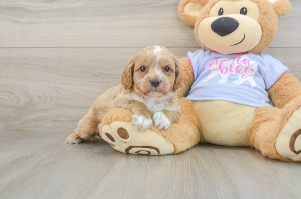 6 week old Cavapoo Puppy For Sale - Puppy Love PR