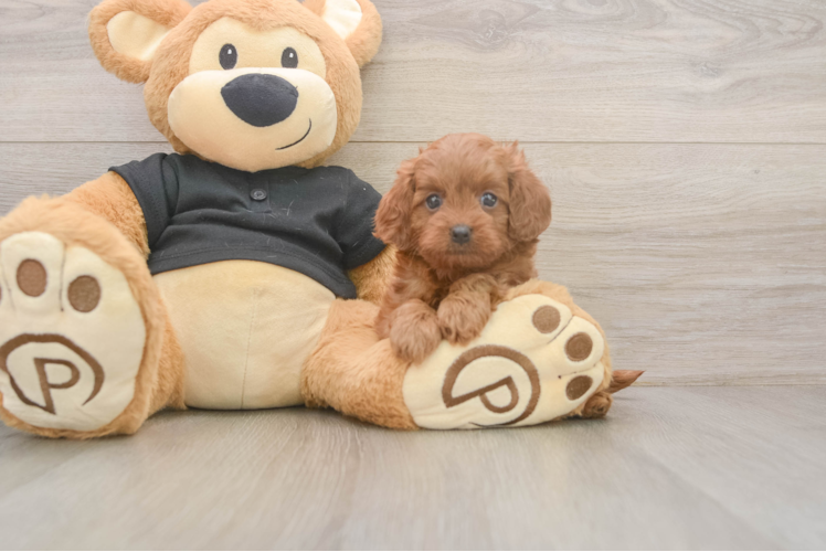 Meet Urban - our Cavapoo Puppy Photo 1/3 - Puppy Love PR Sweet Cavapoo Baby
